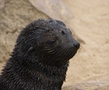 Namibia_Safari