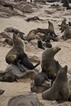 Namibia_Safari