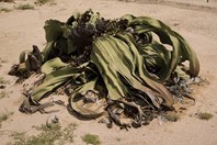Namibia_Safari