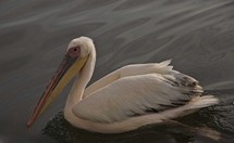 Namibia_Safari