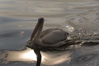 Namibia_Safari