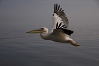 Namibia_Safari