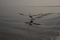 Namibia_Safari