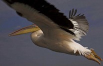 Namibia_Safari