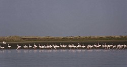 Namibia_Safari