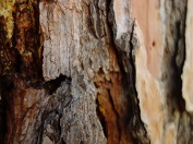 Porec_Parenzo