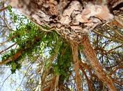 Porec_Parenzo