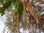 Porec_Parenzo