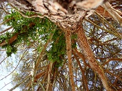 Porec_Parenzo