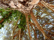 Porec_Parenzo