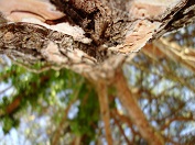 Porec_Parenzo