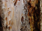 Porec_Parenzo