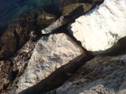 Porec_Parenzo