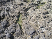 Zelena laguna