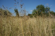 selo