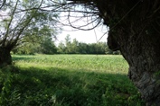 selo