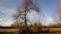 selo